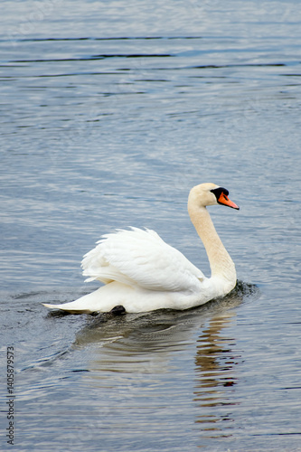 Fototapeta Naklejka Na Ścianę i Meble -  A white swan on the water 