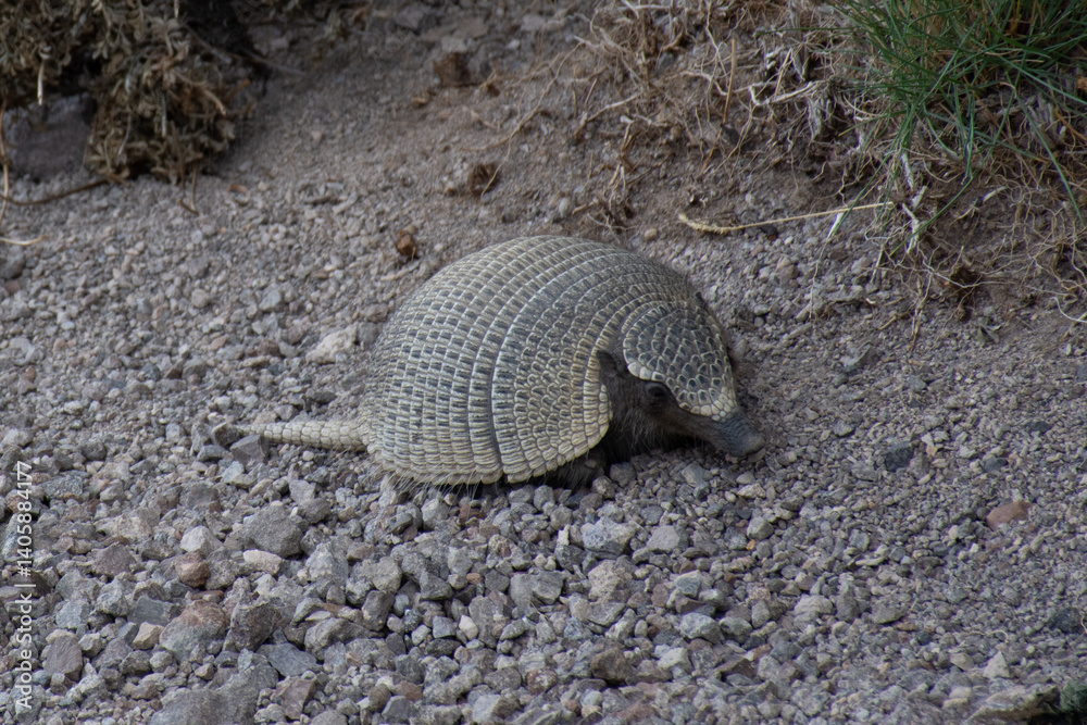Obraz premium Armadillo