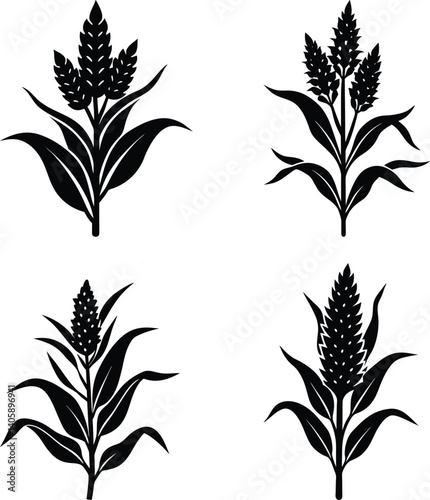 Sorghum silhouette vector