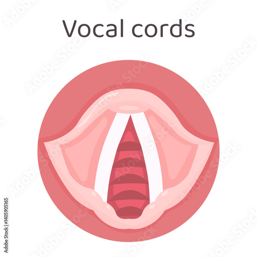Anatomical vector diagram showing the vocal cords inside the larynx, used for voice and speech production. Vector art