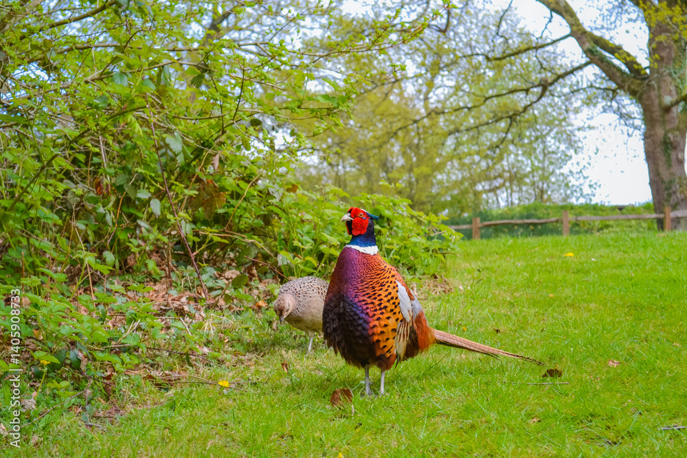 Fototapeta premium A male and female pheasant standing together in a lush green forest