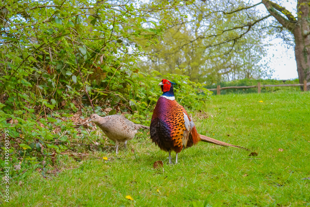 Fototapeta premium A male and female pheasant standing together in a lush green forest