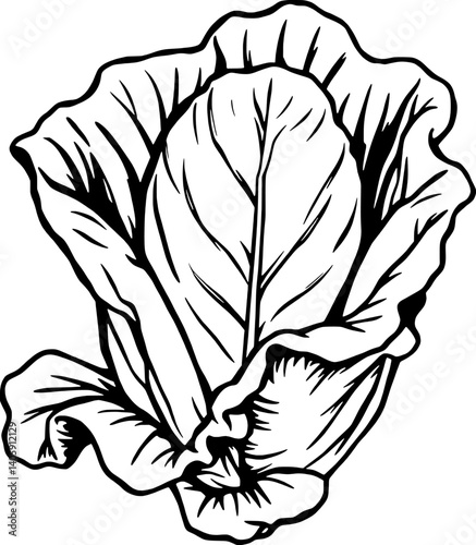 Detailed Line Art Drawing Of A Single Head Of Cabbage