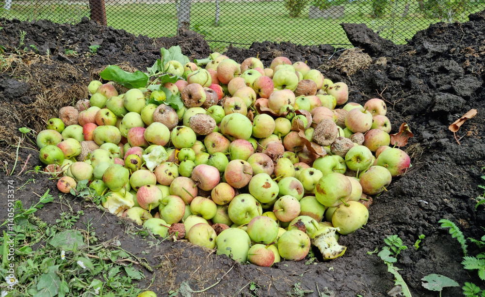 Spoiled green apples. Bad harvest.