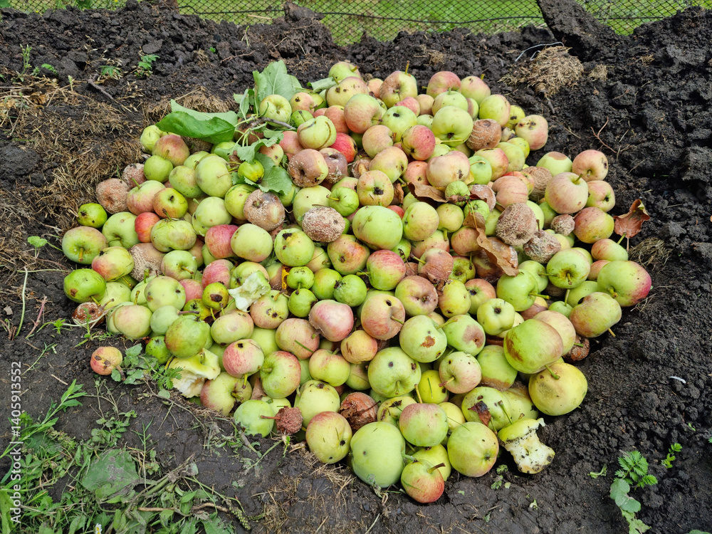 Spoiled green apples. Bad harvest.