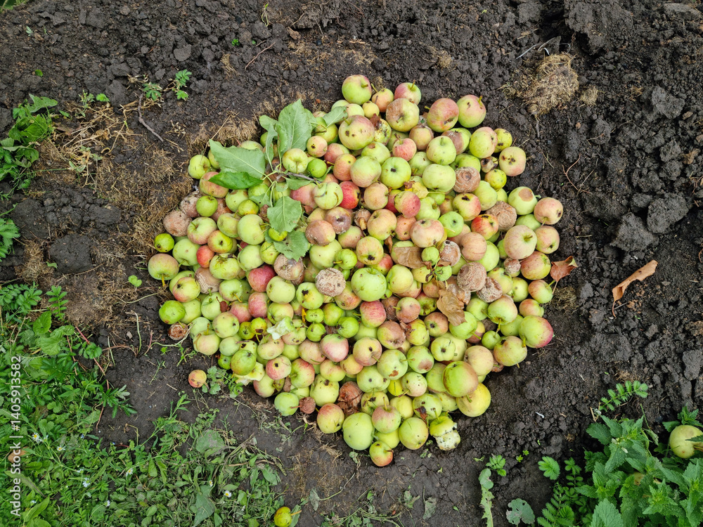Spoiled green apples. Bad harvest.