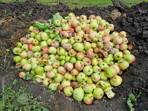 Obraz na płótnie Spoiled green apples. Bad harvest. w salonie