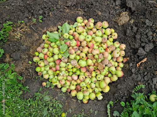 Obraz na płótnie Spoiled green apples. Bad harvest. w salonie