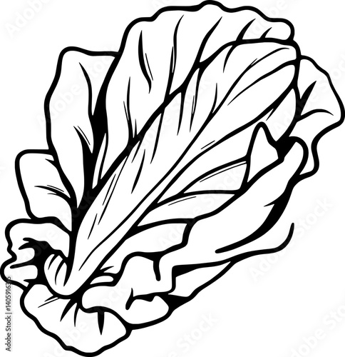 A Detailed Line Drawing Of A Single Head Of Crisp Lettuce