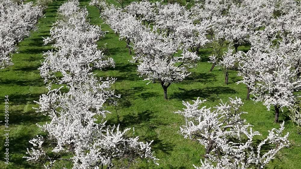 Les mirabelliers sont des arbres fruitiers recouverts de fleurs blanches au printemps. Pruniers spécifiques à la Meuse, en Lorraine, filmés par dessus avec un drone