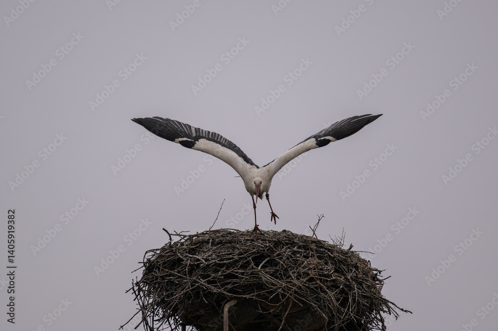 Weißstorch startet aus seinem Nest Weißstorch startet aus seinem Nest