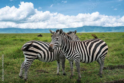 Zwei Zebra stehen auf einer grünen Wiese mitten im Ngorongoro Krater in Tansania Afrika und gucken in unterschiedliche Richtungen, ihre schwarz-weiße Musterung ist gut zu erkennen