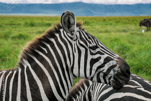 Portrait of a zebra head with distinctive black and white stripes while the animal rests its head on another zebra