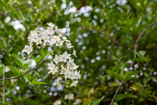 Close up of Jasmine nightshade (solanum laxum) flowers in bloom