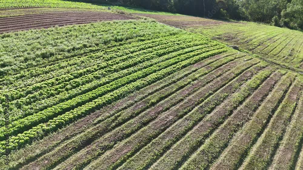 Vídeo 4K com visão aérea de uma plantação de alfaces em área rural. Linhas verdes organizadas, solo fértil e cultivo em larga escala sob céu limpo em dia ensolarado