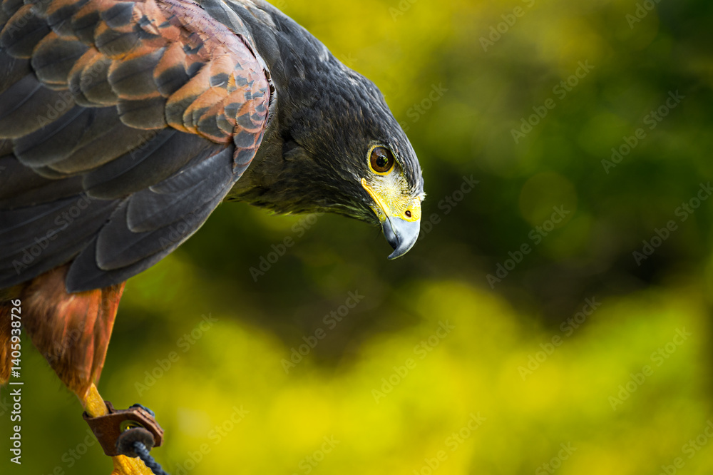 Hawk (Parabuteo unicinctus) Head Down Looking Right Over Jessied Leg