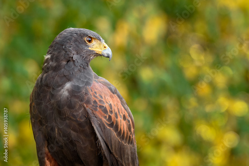Obraz na płótnie Hawk (Parabuteo unicinctus) Looks To Right With Yellow Green Background w salonie
