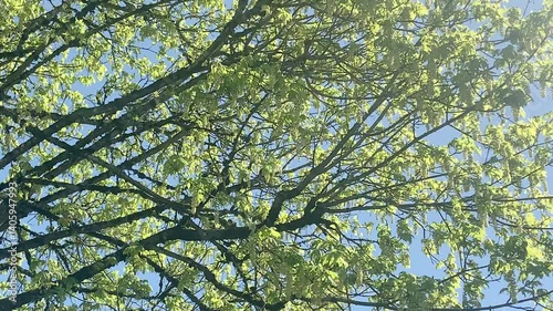 Maple in the April breeze