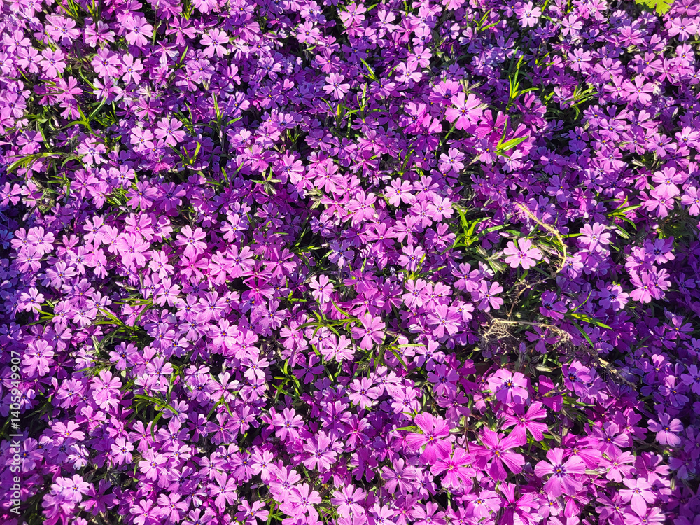 Naklejka premium purple creeping phlox flower for floral and gardening background design