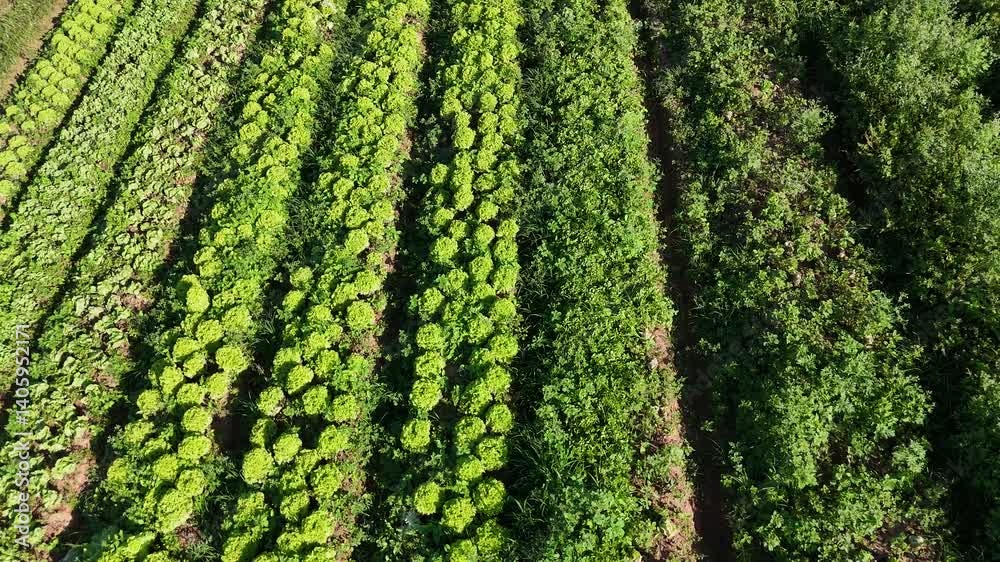Visão aérea horizontal de uma plantação de alface sendo colhida. A imagem captura o processo de colheita em um campo agrícola, destacando a produtividade e organização de uma horta bem cuidada