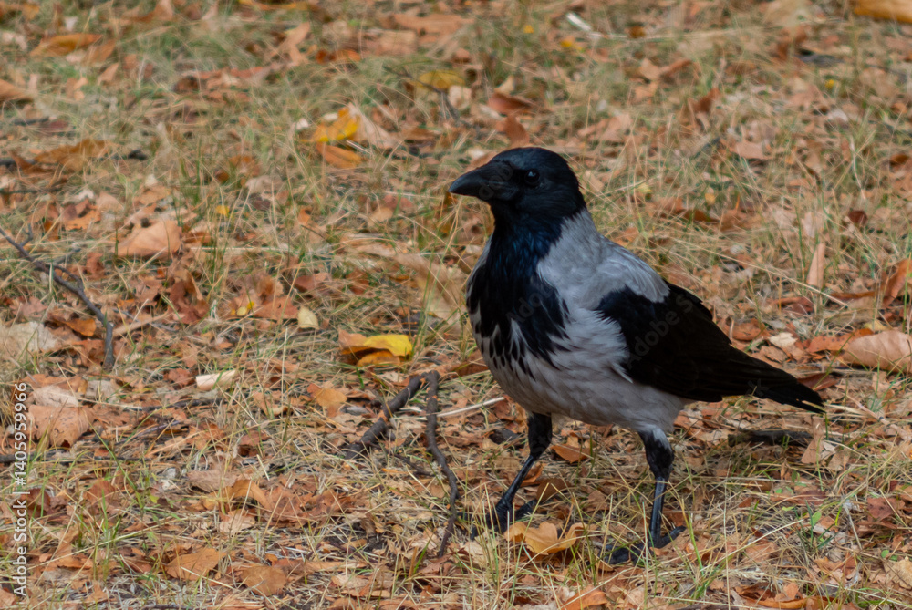 Black and Gray Crow on Autumn Grass Black and Gray Crow on Autumn Grass