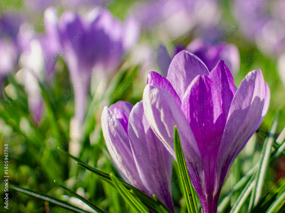 Field of blooming purple crocuses in early spring Field of blooming purple crocuses in early spring