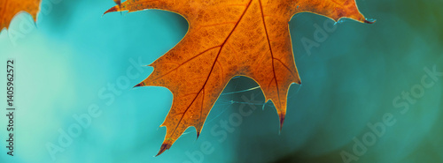 Autumn colorful bright leaves on an oak tree