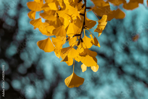 Golden Ginkgo Leaves Against a Blurred Bokeh Background in Autumn