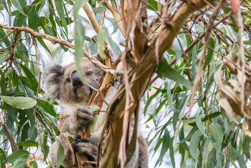 Photography A koala sits comfortably in a eucalyptus tree, enjoying a snack in the lush surroundings of Cape Otway National Park, Victoria, Australia