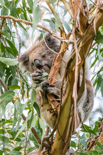 Photography A koala sits comfortably in a eucalyptus tree, enjoying a snack in the lush surroundings of Cape Otway National Park, Victoria, Australia