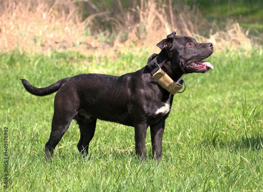 Cute friendly black bully breed cross dog Cute friendly black bully breed cross dog