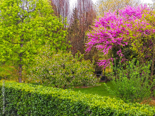 Spring background with tree with fuchsia flowers