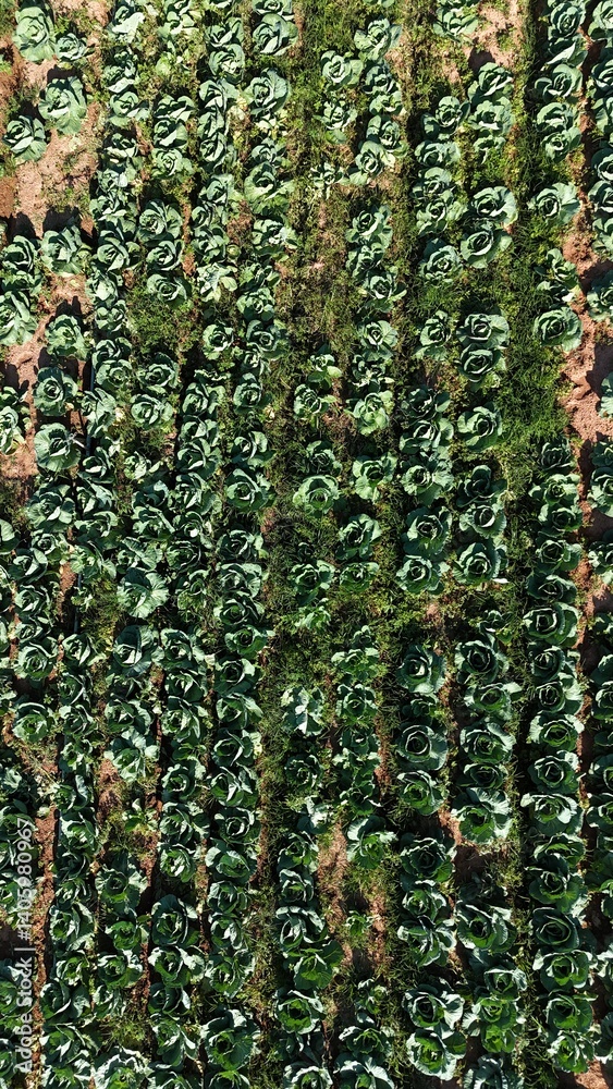Visão aérea vertical plantação de alface com fileiras organizadas. Cultivo agrícola sustentável, produção de alimentos frescos e agricultura moderna