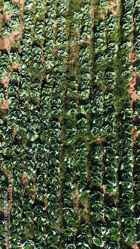 Obraz na płótnie Visão aérea vertical plantação de alface com fileiras organizadas. Cultivo agrícola sustentável, produção de alimentos frescos e agricultura moderna w salonie
