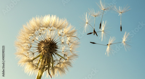 Dandelion seeds fly on wind nature beauty soft light photography macro