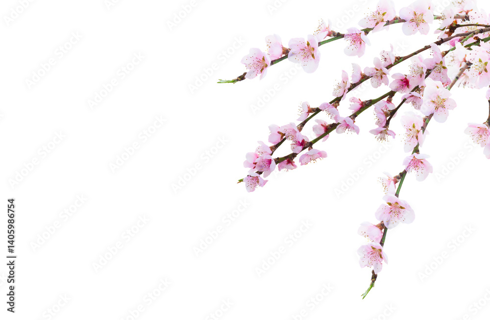 Cherry tree branch with blooming flowers isolated on white background