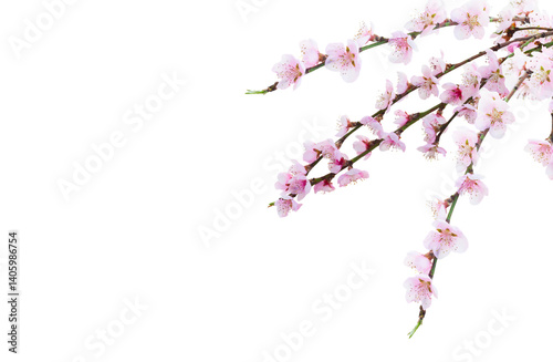 Obraz na płótnie Cherry tree branch with blooming flowers isolated on white background w salonie
