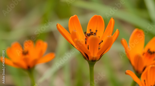 Close-up of orange flower Ornithogalum thyrsoides or Ornithogalum. Orange and black.