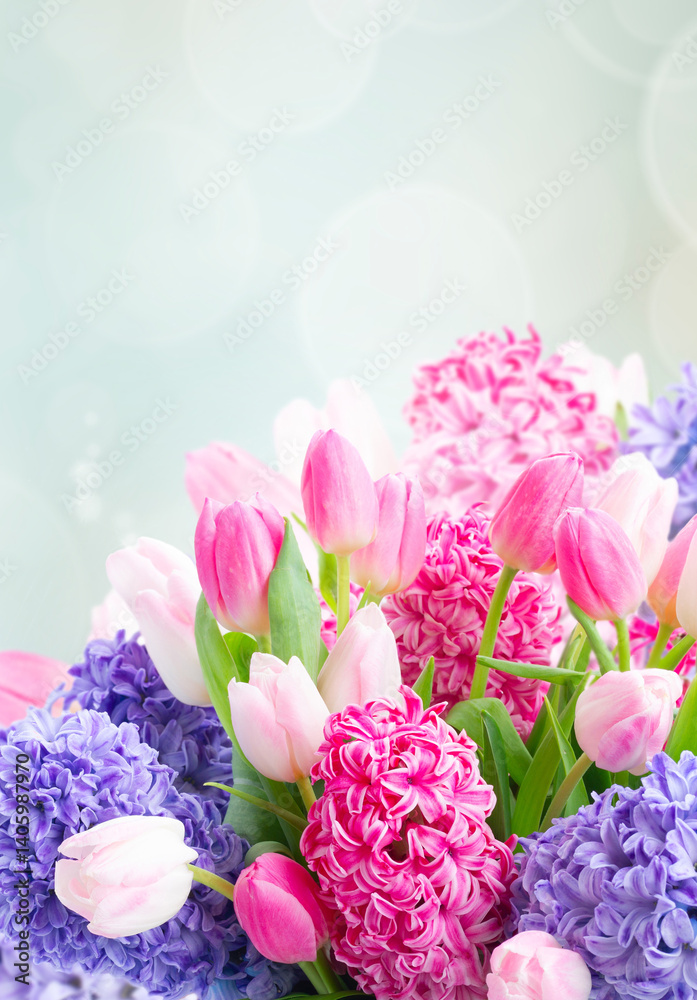 Bunch of hyacinth blue and pink fresh flowers over garden blue sky background