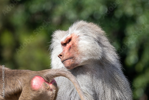 A male hamadryas baboon at a local zoo