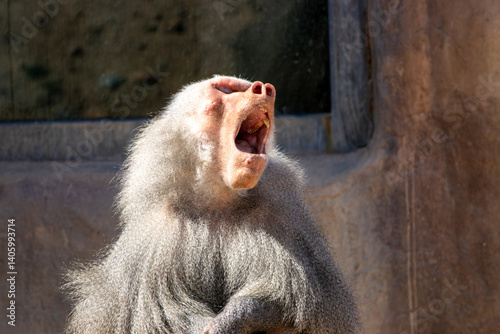 A male hamadryas baboon at a local zoo