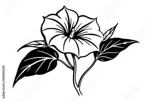 Morning Glory Botanical Line Illustration