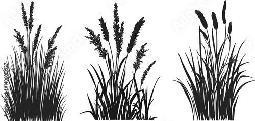 Silhouette of cattails and reeds. Wild grass on the river bank. Swamp coastal plants.