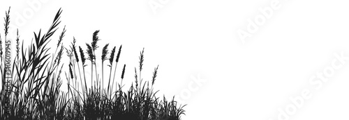 Silhouette of cattails and reeds. Wild grass on the river bank. Swamp coastal plants.