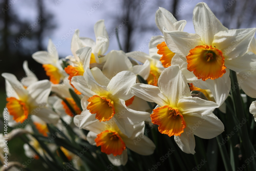 Fototapeta premium White and orange daffodils in a spring garden