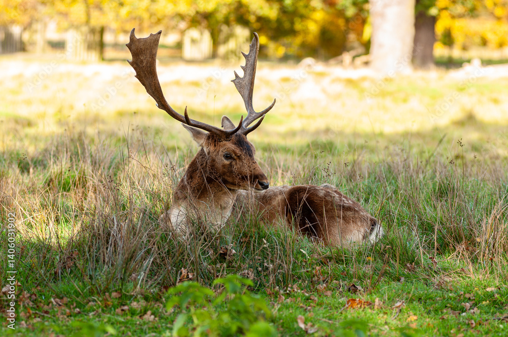 Naklejka premium Deer in field