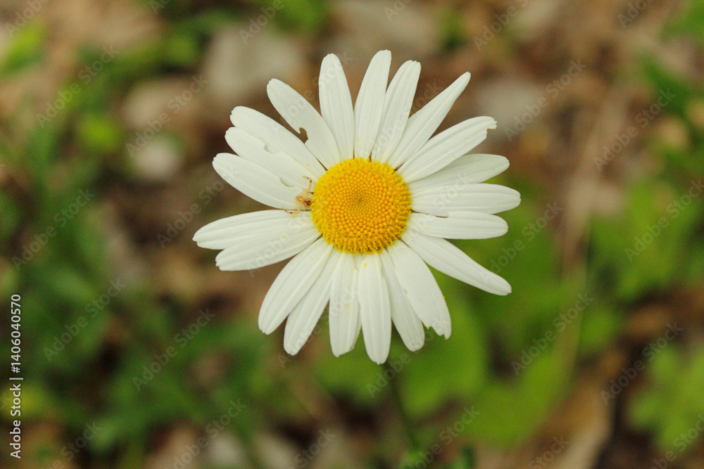 Fototapeta premium white daisy flower