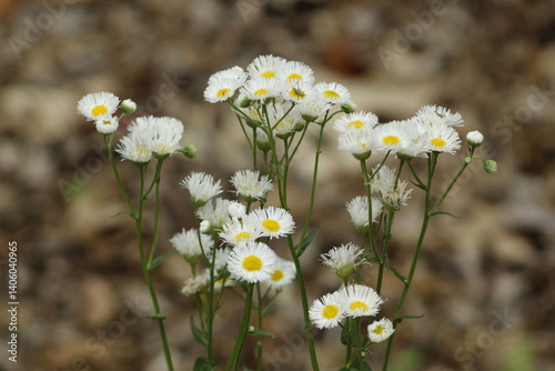 field of daisies