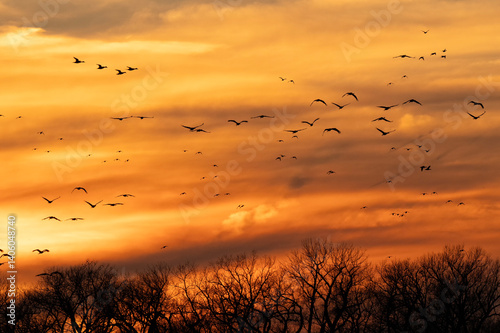 Sandhill cranes at sunset; Crane Trust; Nebraska 