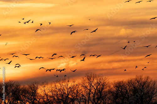 Sandhill cranes at sunset; Crane Trust; Nebraska 